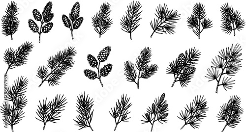 Hand-drawn set of various coniferous tree branches and cones, including pine, fir, and spruce, in a vintage sketch style, perfect for botanical design and holiday illustrations.