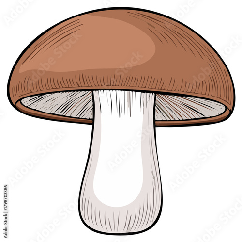 Illustration of Edible Mushroom with Brown Cap and White Stem Detailed Sketch