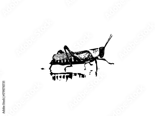 beach grasshopper. harlequin grasshopper