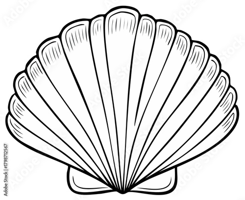 Detailed black line art illustration of a classic scallop seashell