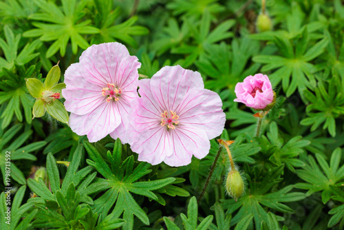 Close-up of beautifully blooming Geranium sanguineum striatum flowers in an early summer garden.