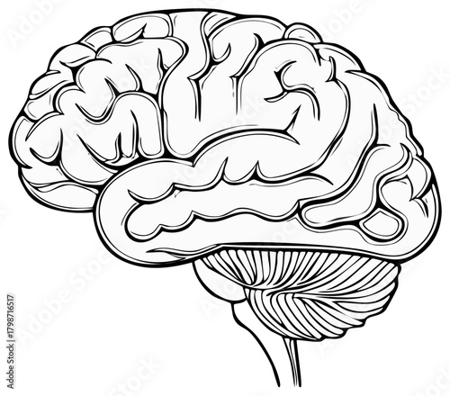 Outlined Anatomical Brain Graphic Illustration of Human Neurology and Cognitive Function