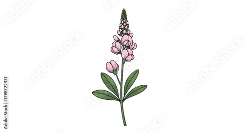 Beautiful pink lupine flower botanical illustration with green leaves on a white background, perfect for nature and garden designs.