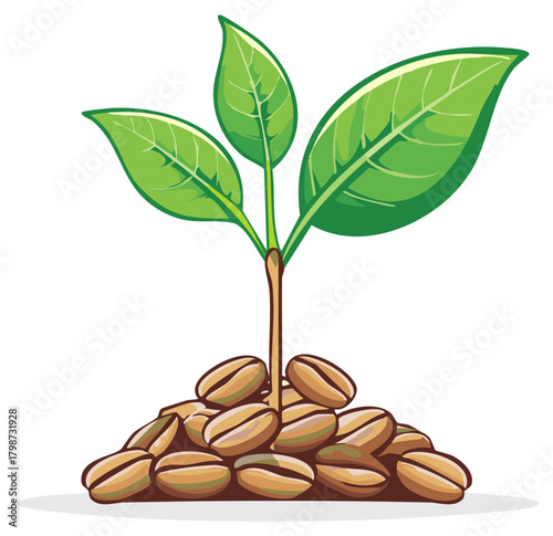 Coffee beans sprout illustration, green leaves, agriculture, bean crop growth concept, coffee plant, seedling growing, coffee production