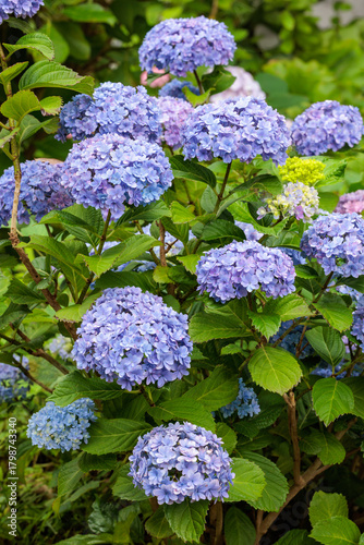 Fototapeta Naklejka Na Ścianę i Meble -  Double-flowered light purple hydrangea flowers blooming in early summer in Shimoda Park.