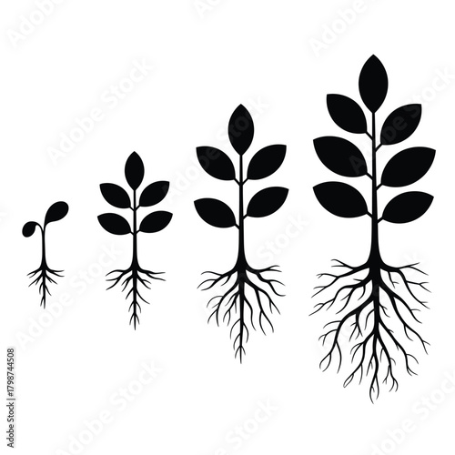 Stages of plant growth from seedling to mature plant with roots