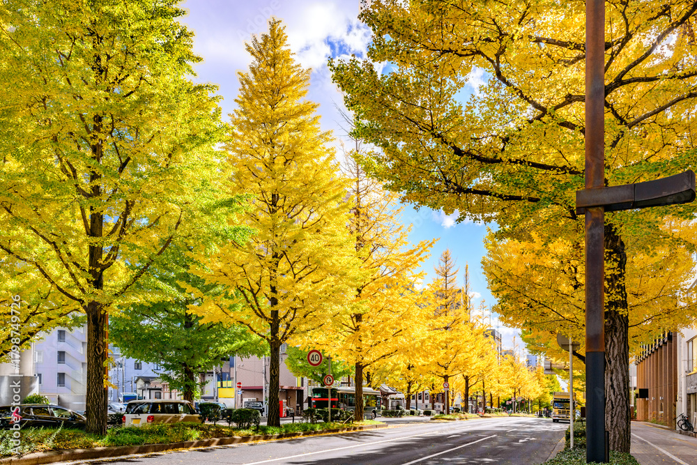 Naklejka premium 仙台 上杉山(かみすぎやま)通 秋