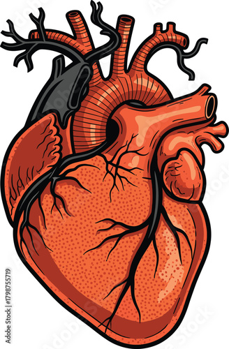 Detailed anatomical human heart illustration showing veins, arteries, and organ structure