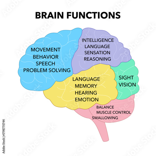 Diagram and illustration of the functions of the brain and related areas