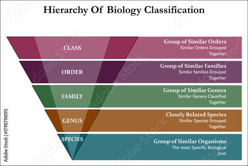Hierarchy of biology classification. Infographic template with icons and description placeholder