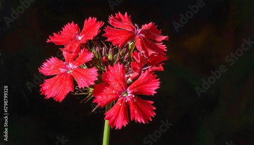 Vibrant red dianthus flowers bloom against a contrasting dark background