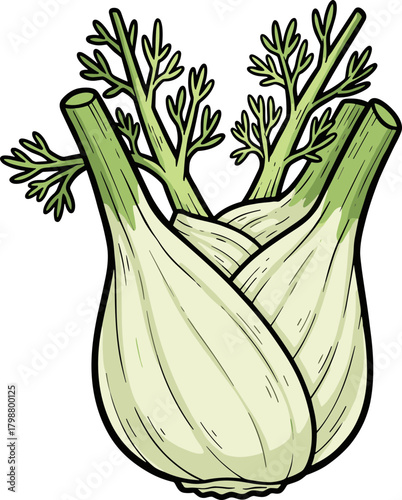Cartoon Style Detailed Fennel Vegetable Isolated on White Background Culinary Element
