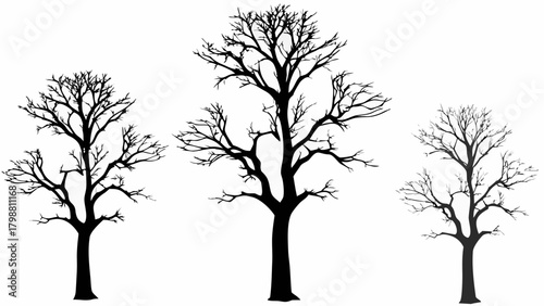 Elegant winter trees in stark silhouette, perfect for nature designs, seasonal cards and artistic backgrounds, a classic forest element for creative projects