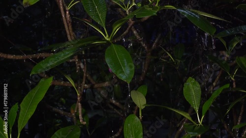 Slow-motion rain falls on wet plumeria branches, dripping leaves and revealing Koh Phangan Island in the rainy season under soft low ambient light.