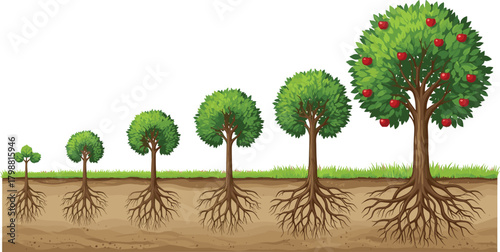 Detailed illustration showing stages of tree growth from small seedling to mature fruit-bearing tree with visible root system and soil layers