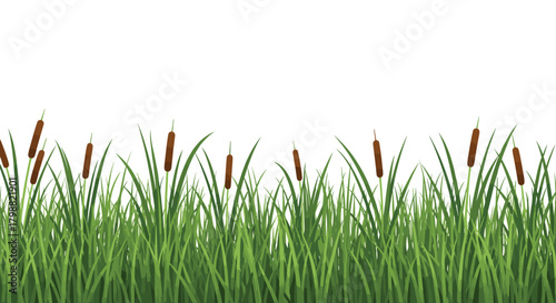 Lush green grass and tall brown cattails form a vibrant, isolated border on a white background, perfect for natural design elements.