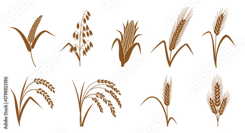 Assortment of different staple cereal grains including wheat, corn, rice, oats, barley, and millet, illustrated as brown silhouettes.