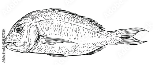 Hand-Drawn Snapper Sketch