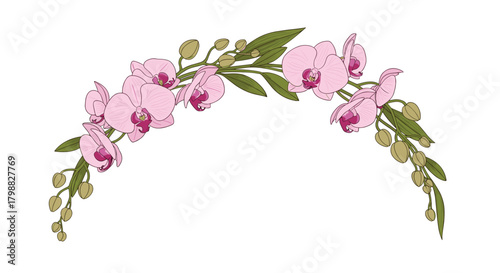 A graceful arch of pink orchid flowers, green leaves, and developing buds, illustrated on a white background.