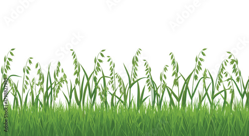 Lush green grass and tall cereal plants with developing grains on a clear white background, perfect for agricultural or nature-themed designs.