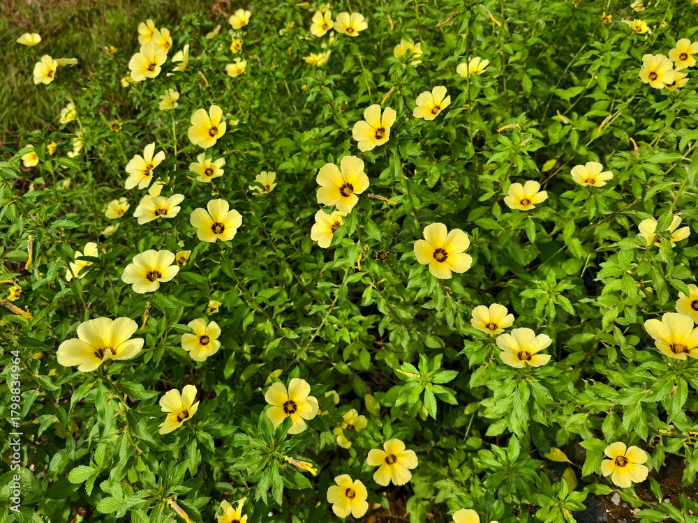 Obraz premium damiana flower in the morning