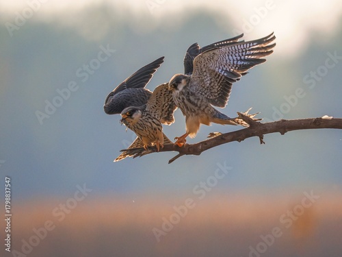 osprey in flight