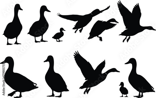 Collection of Various Detailed Black Duck Silhouettes in Different Poses Including Standing, Flying, and Swimming Isolated on White