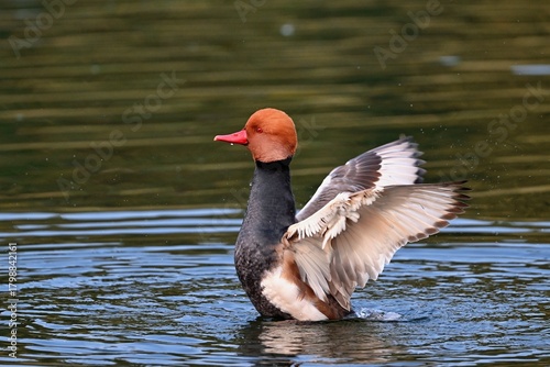 great crested grebe