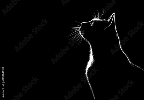 A silhouette of a cat looking upwards against a black background, highlighted by a thin white outline.