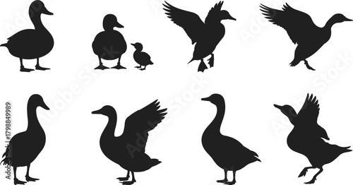 Duck silhouette illustration, flying and walking ducks, animal poses, bird shapes, vector wildlife, duckling and parent, black silhouettes