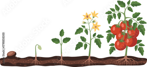 Tomato plant growth stages, seed to fruit, biology illustration, gardening cycle, educational chart, plant development, agriculture concept