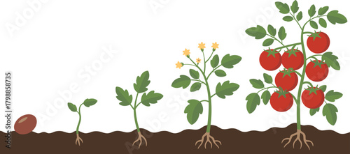 Tomato plant growth stages, seed to fruit, gardening process, plant life cycle, agriculture education, biology chart, vegetable development, sprouting tomato