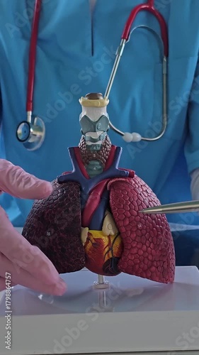 Medical professional demonstrates 3D model of human lungs and heart in a healthcare setting