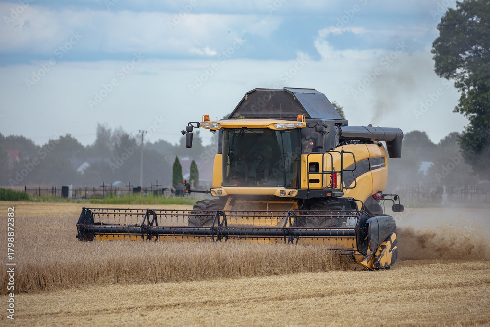 Obraz premium Combine harvests wheat on a field in sunny summer day. Agricultural work, harvesting on the lands in a summer field. Harvesting.
