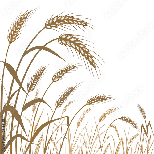 Golden wheat stalks with leaves sway gently in the wind against a clean white background