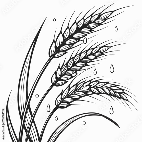 Black and white illustration of ripe wheat stalks with falling raindrops and dew drops