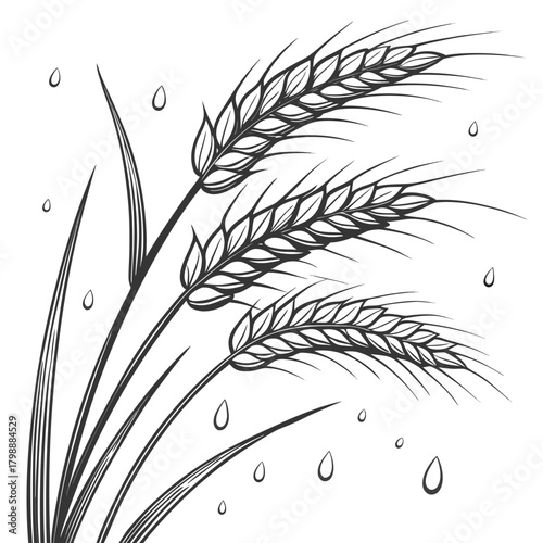 Stylized illustration of three ripe wheat stalks with falling water droplets against a white background