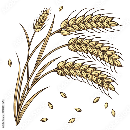 Golden wheat stalks with loose grains scattered around on a clean white background representing harvest and agriculture