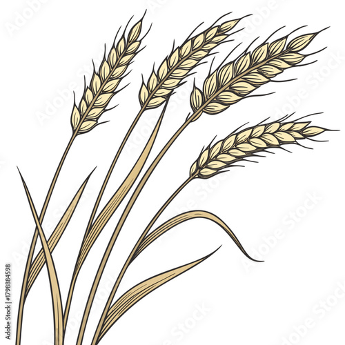 Hand drawn illustration of golden wheat stalks with leaves and grains on a white background