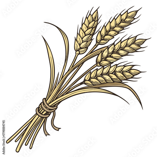 A bundle of golden wheat stalks tied with a rustic twine and ribbon on a white background
