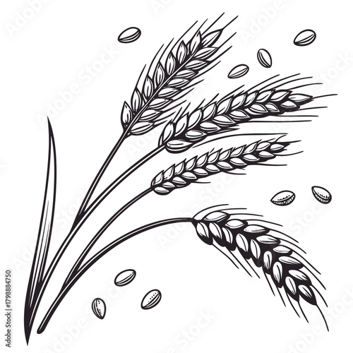 Hand drawn illustration of wheat stalks and grains in black and white line art style