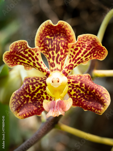 Spotted Vanda Orchid in Bloom