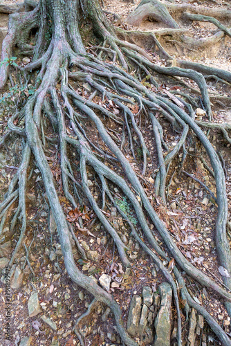 地面が削れてむき出しになった木の根