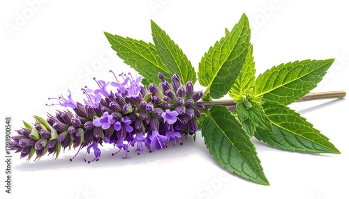 Close-up of vibrant purple Hyssop flowers with lush green leaves on a white background