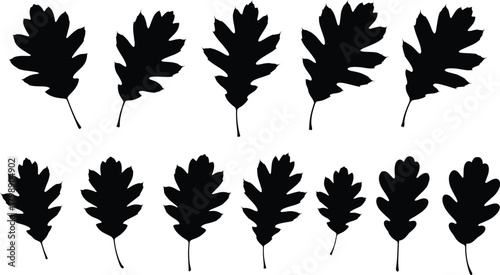 Oak leaf silhouette vector, botanical foliage icons, black leaf shapes, nature species illustration, leaf morphology clipart, seasonal plant design