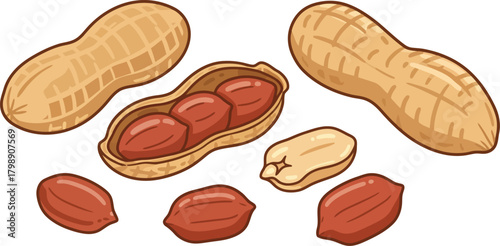 Fresh peanuts raw unsalted natural food ingredient healthy snack nutrition vector