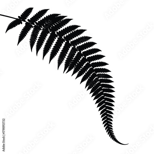 Vector illustration of black silhouette of a fern frond