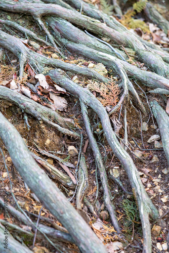 地面が削れてむき出しになった木の根