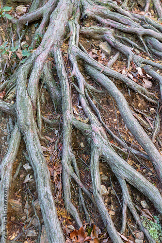 地面が削れてむき出しになった木の根