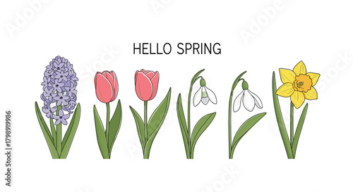 Hello spring colorful flower illustrations with hyacinth tulips snowdrops and daffodils.
